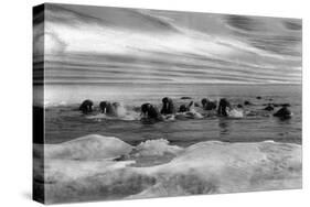 Walrus among the Ice Floes in Bering Sea Alaska Photograph - Alaska-Lantern Press-Stretched Canvas