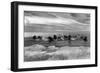 Walrus among the Ice Floes in Bering Sea Alaska Photograph - Alaska-Lantern Press-Framed Art Print