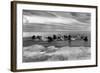 Walrus among the Ice Floes in Bering Sea Alaska Photograph - Alaska-Lantern Press-Framed Art Print