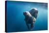 Walrus and Calf, Hudson Bay, Nunavut, Canada-Paul Souders-Stretched Canvas