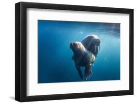 Walrus and Calf, Hudson Bay, Nunavut, Canada-Paul Souders-Framed Photographic Print