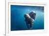 Walrus and Calf, Hudson Bay, Nunavut, Canada-Paul Souders-Framed Photographic Print