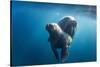 Walrus and Calf, Hudson Bay, Nunavut, Canada-Paul Souders-Stretched Canvas