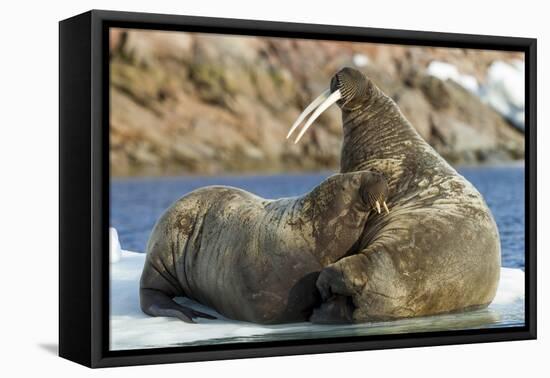 Walrus and Calf in Hudson Bay, Nunavut, Canada-Paul Souders-Framed Stretched Canvas