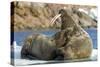 Walrus and Calf in Hudson Bay, Nunavut, Canada-Paul Souders-Stretched Canvas