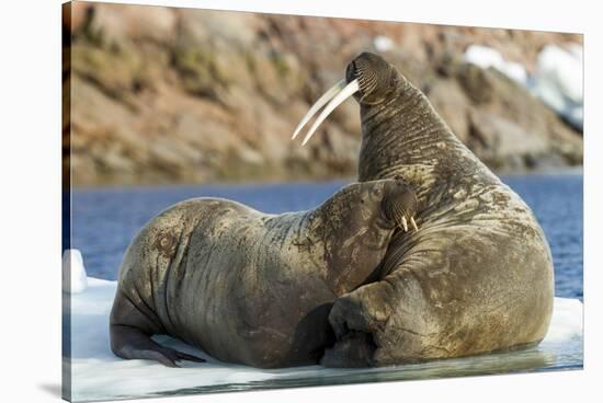 Walrus and Calf in Hudson Bay, Nunavut, Canada-Paul Souders-Stretched Canvas