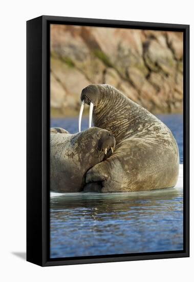 Walrus and Calf in Hudson Bay, Nunavut, Canada-Paul Souders-Framed Stretched Canvas