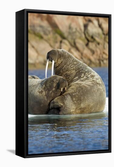 Walrus and Calf in Hudson Bay, Nunavut, Canada-Paul Souders-Framed Stretched Canvas