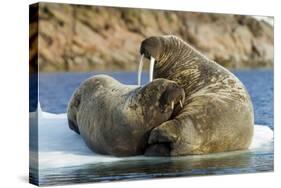 Walrus and Calf in Hudson Bay, Nunavut, Canada-Paul Souders-Stretched Canvas