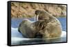 Walrus and Calf in Hudson Bay, Nunavut, Canada-Paul Souders-Framed Stretched Canvas