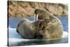 Walrus and Calf in Hudson Bay, Nunavut, Canada-Paul Souders-Stretched Canvas