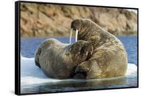 Walrus and Calf in Hudson Bay, Nunavut, Canada-Paul Souders-Framed Stretched Canvas