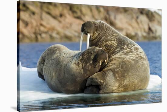 Walrus and Calf in Hudson Bay, Nunavut, Canada-Paul Souders-Stretched Canvas
