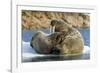 Walrus and Calf in Hudson Bay, Nunavut, Canada-Paul Souders-Framed Photographic Print