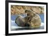 Walrus and Calf in Hudson Bay, Nunavut, Canada-Paul Souders-Framed Photographic Print