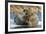 Walrus and Calf in Hudson Bay, Nunavut, Canada-Paul Souders-Framed Photographic Print