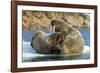 Walrus and Calf in Hudson Bay, Nunavut, Canada-Paul Souders-Framed Photographic Print