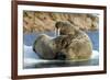 Walrus and Calf in Hudson Bay, Nunavut, Canada-Paul Souders-Framed Photographic Print
