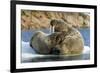 Walrus and Calf in Hudson Bay, Nunavut, Canada-Paul Souders-Framed Photographic Print