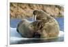 Walrus and Calf in Hudson Bay, Nunavut, Canada-Paul Souders-Framed Photographic Print