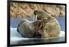 Walrus and Calf in Hudson Bay, Nunavut, Canada-Paul Souders-Framed Photographic Print