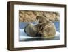 Walrus and Calf in Hudson Bay, Nunavut, Canada-Paul Souders-Framed Photographic Print