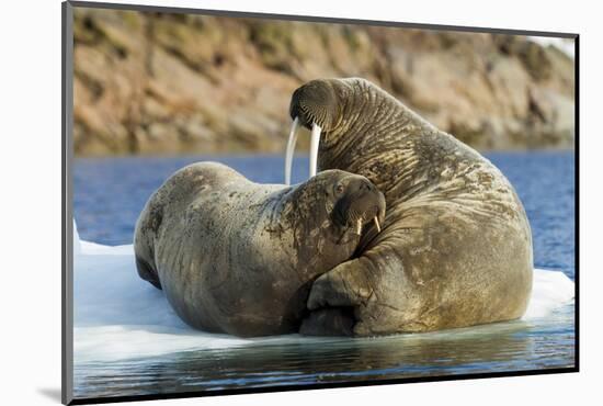 Walrus and Calf in Hudson Bay, Nunavut, Canada-Paul Souders-Mounted Photographic Print