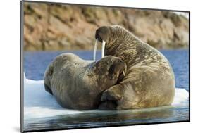 Walrus and Calf in Hudson Bay, Nunavut, Canada-Paul Souders-Mounted Photographic Print
