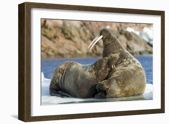 Walrus and Calf in Hudson Bay, Nunavut, Canada-Paul Souders-Framed Photographic Print