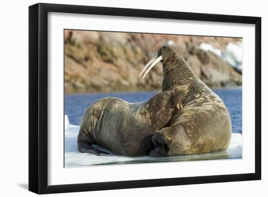 Walrus and Calf in Hudson Bay, Nunavut, Canada-Paul Souders-Framed Photographic Print