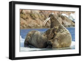 Walrus and Calf in Hudson Bay, Nunavut, Canada-Paul Souders-Framed Photographic Print