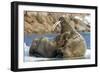 Walrus and Calf in Hudson Bay, Nunavut, Canada-Paul Souders-Framed Photographic Print