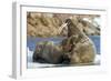 Walrus and Calf in Hudson Bay, Nunavut, Canada-Paul Souders-Framed Photographic Print