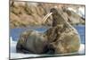 Walrus and Calf in Hudson Bay, Nunavut, Canada-Paul Souders-Mounted Photographic Print