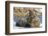 Walrus and Calf in Hudson Bay, Nunavut, Canada-Paul Souders-Framed Photographic Print