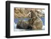 Walrus and Calf in Hudson Bay, Nunavut, Canada-Paul Souders-Framed Photographic Print