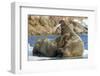 Walrus and Calf in Hudson Bay, Nunavut, Canada-Paul Souders-Framed Photographic Print