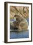 Walrus and Calf in Hudson Bay, Nunavut, Canada-Paul Souders-Framed Photographic Print