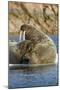 Walrus and Calf in Hudson Bay, Nunavut, Canada-Paul Souders-Mounted Photographic Print