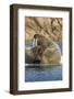 Walrus and Calf in Hudson Bay, Nunavut, Canada-Paul Souders-Framed Photographic Print