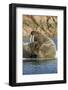 Walrus and Calf in Hudson Bay, Nunavut, Canada-Paul Souders-Framed Photographic Print