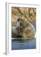 Walrus and Calf in Hudson Bay, Nunavut, Canada-Paul Souders-Framed Photographic Print