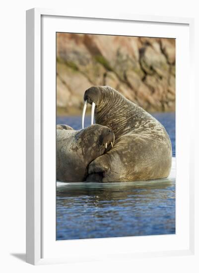 Walrus and Calf in Hudson Bay, Nunavut, Canada-Paul Souders-Framed Photographic Print