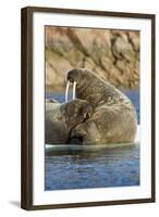 Walrus and Calf in Hudson Bay, Nunavut, Canada-Paul Souders-Framed Photographic Print