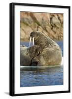 Walrus and Calf in Hudson Bay, Nunavut, Canada-Paul Souders-Framed Photographic Print