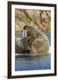 Walrus and Calf in Hudson Bay, Nunavut, Canada-Paul Souders-Framed Photographic Print