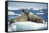 Walrus and Calf Resting on Ice in Hudson Bay, Nunavut, Canada-Paul Souders-Framed Stretched Canvas