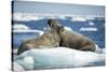 Walrus and Calf Resting on Ice in Hudson Bay, Nunavut, Canada-Paul Souders-Stretched Canvas