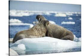 Walrus and Calf Resting on Ice in Hudson Bay, Nunavut, Canada-Paul Souders-Stretched Canvas