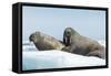 Walrus and Calf Resting on Ice in Hudson Bay, Nunavut, Canada-Paul Souders-Framed Stretched Canvas